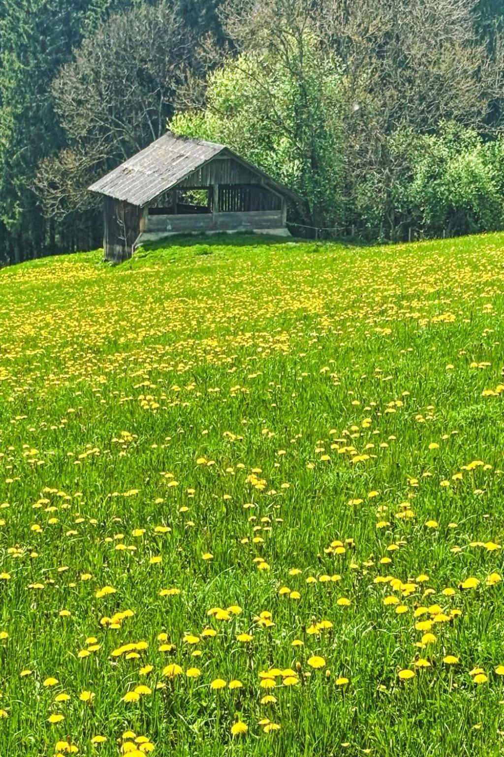 Salzmannhof - Rmu210 Ramsau am Dachstein
